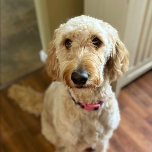 Meet your Posher, Jill